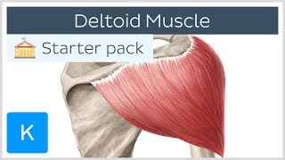 Deltoid Muscle Origin Insertion amp Action  Human Anatomy  Kenhub [upl. by Lourie499]