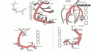 HEARTampTECHYCORONARY ANGIOGRAM VIEWSIntroduction to coronary angiogram [upl. by Jareen]