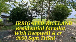 vlog 543 IRRIGATEDRESIDENTIAL FARMLOTRICELAND IN BALUNGAO PANGASINAN 9000 SQM TITLED [upl. by Karla917]