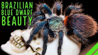 The ULTIMATE Guide Caring for Dolichothele diamantinensis  Brazilian Blue Dwarf Beauty Tarantula [upl. by Hairu]