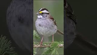 The Whitethroated Sparrow A Guide to Its Beautiful Song BirdWatchingSparrowSongs [upl. by Doty]