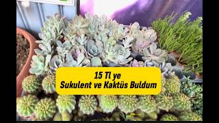 15 Tl ye Sukulent Ve Kaktüsler Buldum🥰 vlog çiçek sukulent kaktüs dikenlertacı [upl. by Richelle]