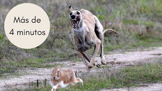 Carrera de galgos y liebre de 4 minutos en cercon  galgos federaciongalgos galgosdron caza [upl. by Gwenn637]