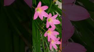 🌾☆⁴•¹ Rosy Rain Lily Zephyranthes rosea in Amaryllis Family Amaryllidaceae [upl. by Essie]