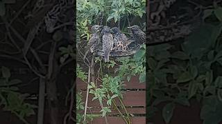 Happy Starlings feeding [upl. by Swope]