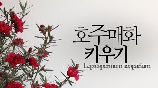 호주매화 키우기겨울 꽃 식물 Leptospermum scoparium 226화 해맑은TV [upl. by Marra998]