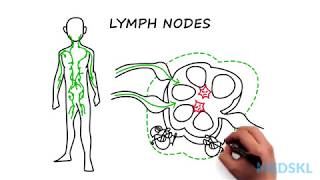 Lymphadenopathy The steps to take when you feel an enlarged lymph node [upl. by Magnusson]