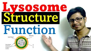 Lysosome structure and function [upl. by Culbertson]