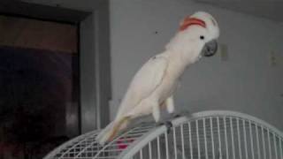 Moluccan Cockatoo scream [upl. by Bainter567]