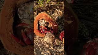 Coconut FILLED with crabs What’s going on nature hermitcrab beach [upl. by Nauqet]