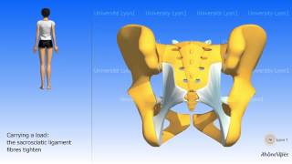 Arthrology of the pelvis the sacroiliac joint [upl. by Leirua]