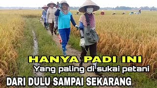 PANEN PADI CIHERANG PADI YANG DI SUKAI PETANI KARENA KUALITAS PADI DAN BERAS NYA SANGAT BAGUS [upl. by Akinuahs]