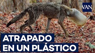 Desgarradora IMAGEN de un LOBO con la cabeza atrapada en un PLÁSTICO [upl. by Thorvald163]