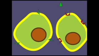 ENDOCRINE SYSTEM HORMONES AND TARGET CELLS [upl. by Ecnerret]