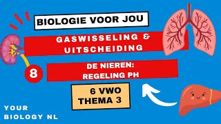 6 vwo  Gaswisseling amp Uitscheiding  8  De nieren regeling pH [upl. by Nylla]