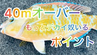 沖縄 フカセ釣り 南部 50cm近い魚多いポイント！40オーバーゲット！沖縄 フカセ釣り 那覇市 アーガイ トカジャー [upl. by Rivi]