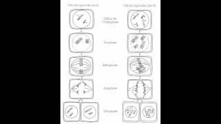 SVT  méiose et fécondation  TS chap 2 [upl. by Mella531]