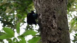 Paradise Riflebird O’Reilly’s Rainforest Retreat Lamington National Park Queensland Australia 5 [upl. by Lednahc]