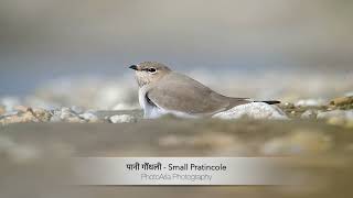 Small Pratincole The Graceful River Bird [upl. by Jollenta]