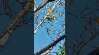 Tui picks up nectar from blossom birds NZendemic wildlife NewZealandBirds tui [upl. by Allesiram]