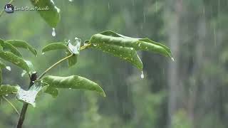 Som de Chuva para Dormir e Relaxar 🌧️ 8 HORAS de Chuva nos galhos das árvores para Dormir [upl. by Hannah]