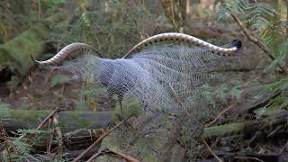 Lyrebirds of the Dandenong Ranges [upl. by Amat]