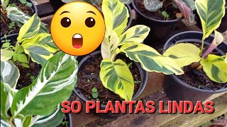 como comprar plantas sem sair de casa aglaonema maranta philodendron anturio alocasia [upl. by Alakam141]