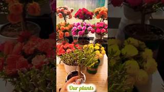 How to make Bonsai tree in Moss Rose Plant shorts plants flowers [upl. by Yraillih877]