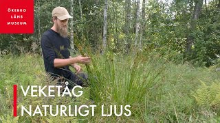 Veketåg – naturligt ljus [upl. by Hendrick269]