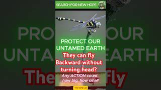 The jaw dropping Truth About Dragonflies wildlife dragonfly facts animal nature [upl. by Irej]