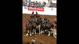 Budweiser Clydesdale Horses accident [upl. by Jada239]