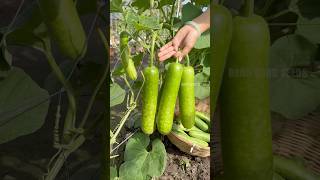 Harvesting eggplants bottle gourd cucumber gardening [upl. by Reifel]