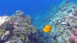 Snorkeling in Marsa Alam Egypt Coraya Bay 2013  Schnorcheln am Hausriff [upl. by Adnalay326]