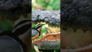 Crocodiles Dentist Egiptian Plover Birds [upl. by Wiggins]