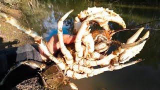 Catching a feed of big freshwater crayfish [upl. by Bellamy]