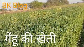 कृषि गेहूं और मटर कि खेती फार्मिंग  Agriculture Wheat and Pea Farming  BK Vlogs [upl. by Lledor366]