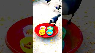 Crow bird fight with crow for food  crow sound loud  short video shorts ytshorts nature [upl. by Reel]