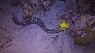 Undulated moray eel eating a yellow tang in Manuka Bay on January 1st 2018 [upl. by Utley443]