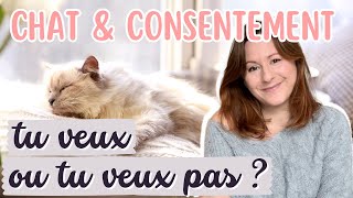 Chat câlins et consentement comment savoir si mon chat veut des câlins ou pas [upl. by Dyl790]