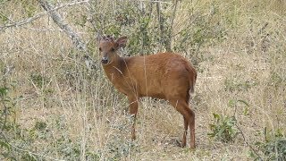 Red duiker Cephalophus natalensis [upl. by Lenhart]