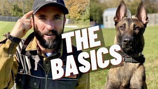 EASY OBEDIENCE TRAINING WITH MY BELGIAN MALINOIS PUPPY HEEL SIT DOWN STAY [upl. by Irving370]