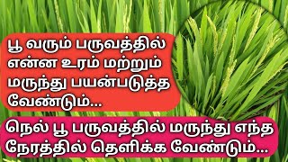 நெல் பயிரில் பூ பருவத்தில் எந்த மருந்து எந்த நேரத்தில் தெளிக்க வேண்டும்  paddy panicle stage [upl. by Joscelin]