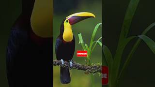 toucan toucanbird toucans toucan subscribe like shortsfeed viralreels nature beautiful [upl. by Massarelli397]