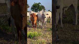 Nelore valente nelore neloreboi fazenda farming vidanocampo cow agro [upl. by Danni415]