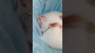 cat gatuna 1million 1vs4 1m subscriber argentina election gatuno gate cats catlovers [upl. by Aleydis]