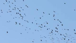 Jackdaws Portland Bill 24th October 2024 [upl. by Wie389]