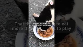 What to feed your neutered cat  RoyalCanin Cat Nutrition [upl. by Marjory]