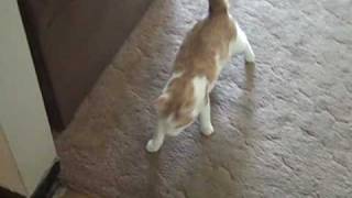 Lumpy a feral cat with cerebellar hypoplasia shows how he walks [upl. by Assin]