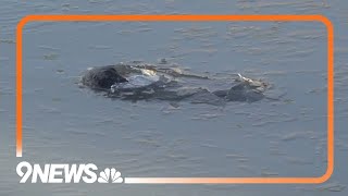 Frozen alligators found in Texas still alive [upl. by Aitra]