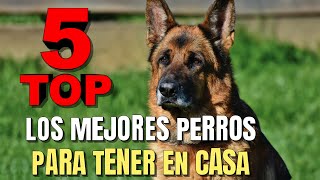 Los MEJORES PERROS para TENER EN CASA  TOP 5 MEJORES PERROS para TENER EN CASA [upl. by Kessia]